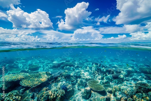 Underwater Coral Reef: Serene Beauty Below the Surface