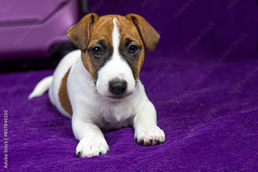 beautiful Jack Russell terrier puppy lying on a purple background beautiful Jack Russell terrier puppy lying on a purple background