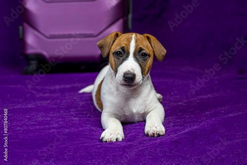 beautiful Jack Russell terrier puppy lies on a purple background near a travel suitcase