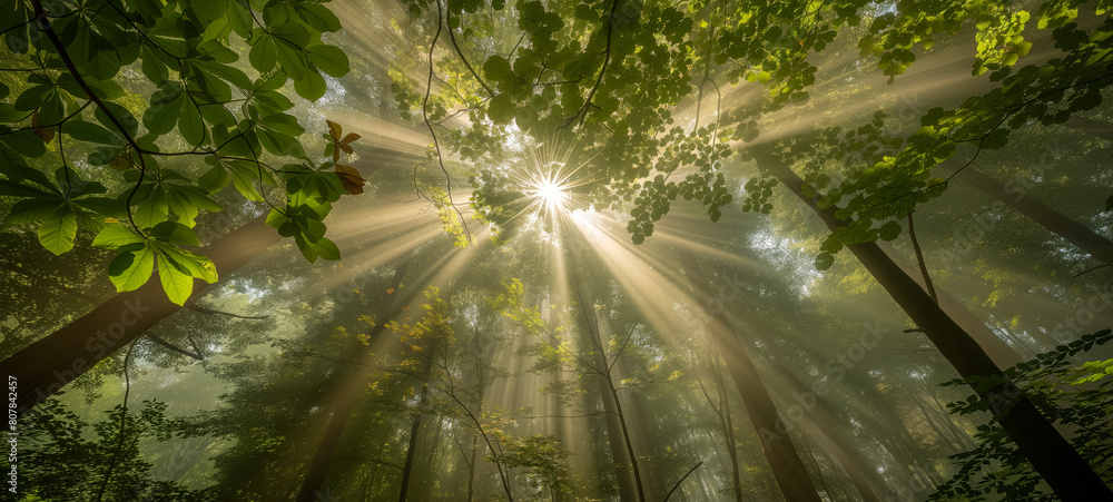 Sunlight streaming through lush green forest canopy