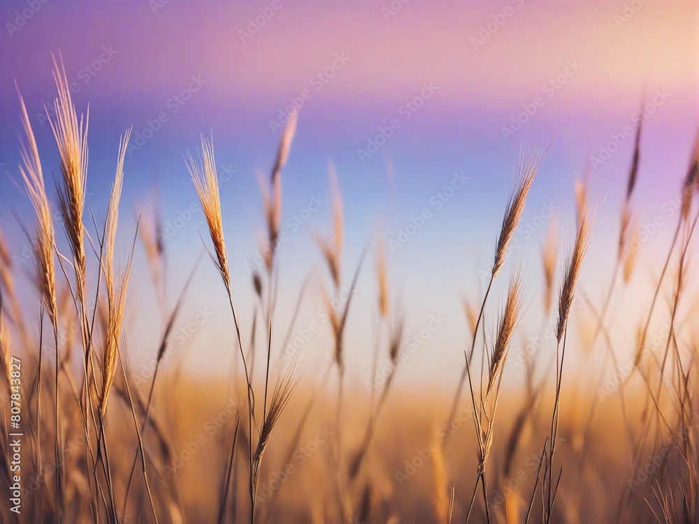 reeds at sunset reeds at sunset