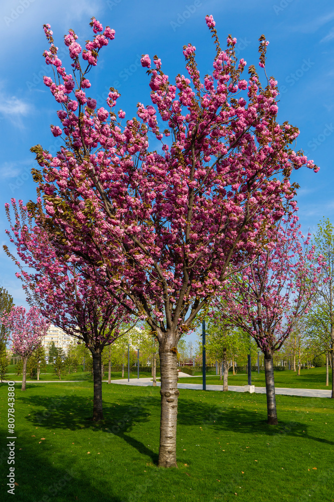 Kanzan prune (Prunus serrulata or Prunus lannesiana) with pink flowers grows in city park of Krasnodar. Close-up. Galician Park in spring of 2024. Japanese cherry blossoms. Selective focus
