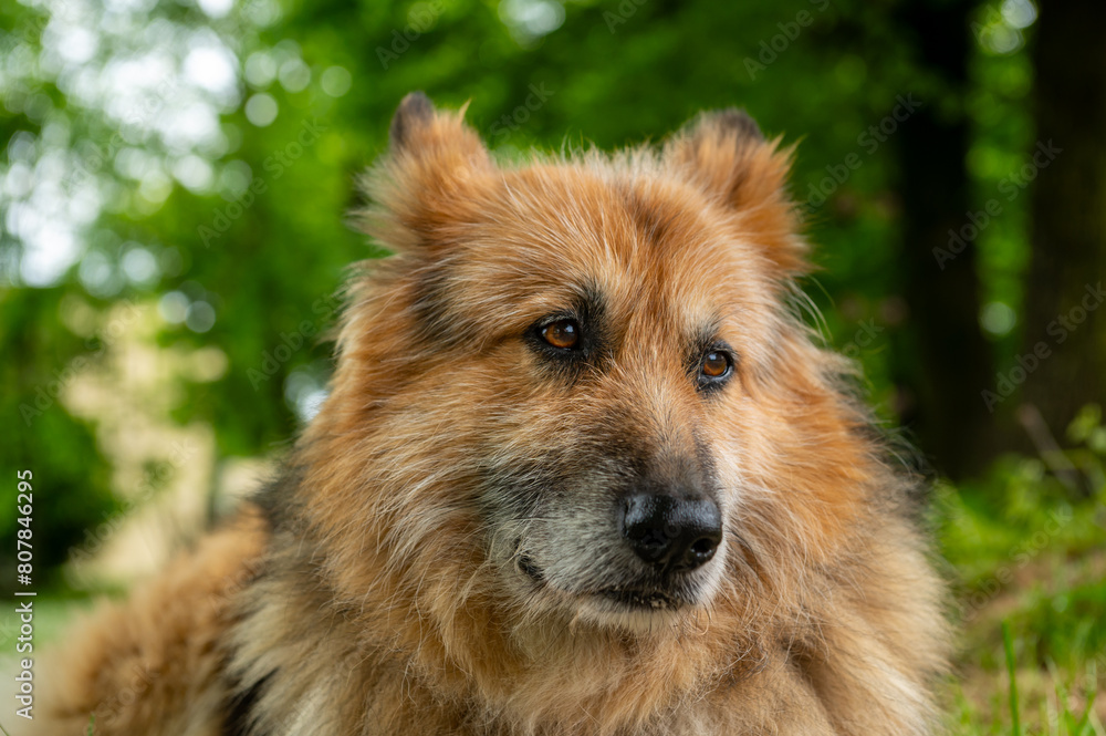 a sheepdog crouched