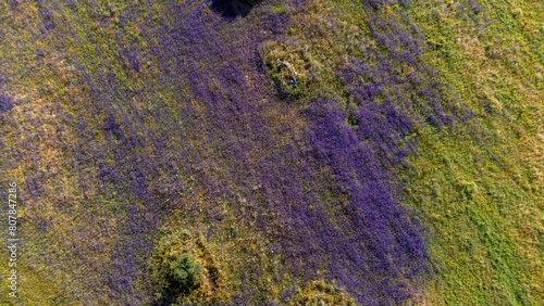 An aerial view of an Alentejo field showcases a vibrant landscape. Lush green vegetation spreads across the terrain, dotted with clusters of purple flowers, creating a picturesque and serene scene.
