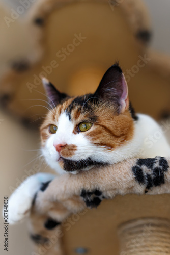 Domestic beautiful tricolor cat with yellow (amber) eyes sits on a cat climbing frame indoors and looks away. Close-up.