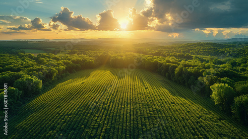Aerial-style image showing vast agricultural lands, once dense forests, now endless crop rows under a vast sky, highlighting deforestation due to farming expansion. photo