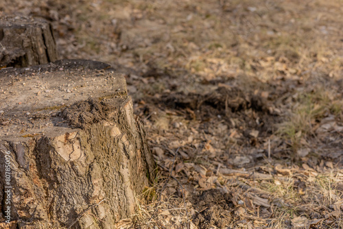 Wallpaper Mural Close up of the ground in the forest with old needles and old tree stumps, copy space right Torontodigital.ca