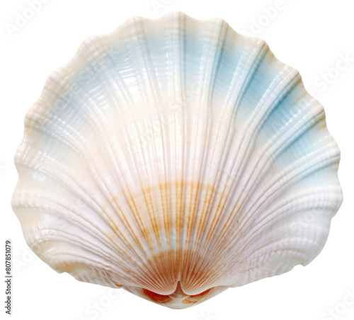 PNG Sea shell invertebrate seashell seafood.