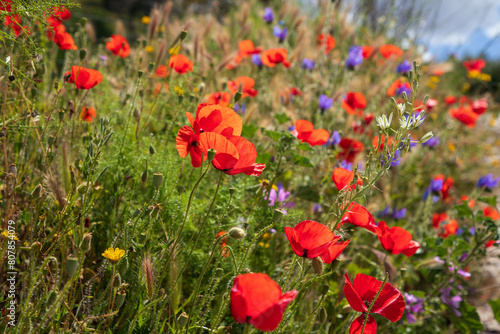 Wildflower meadow with poppy flowers