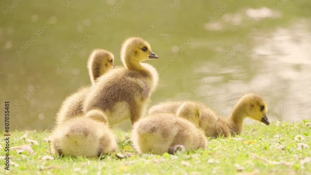 Cute yellow ducklings basking in sun rays of golden light, soft downy feathers Goslings Canada goose cuddling together, new beginnings and beauty of nature's cycle, family idyll Cute yellow ducklings basking in sun rays of golden light, soft downy feathers Goslings Canada goose cuddling together, new beginnings and beauty of nature's cycle, family idyll