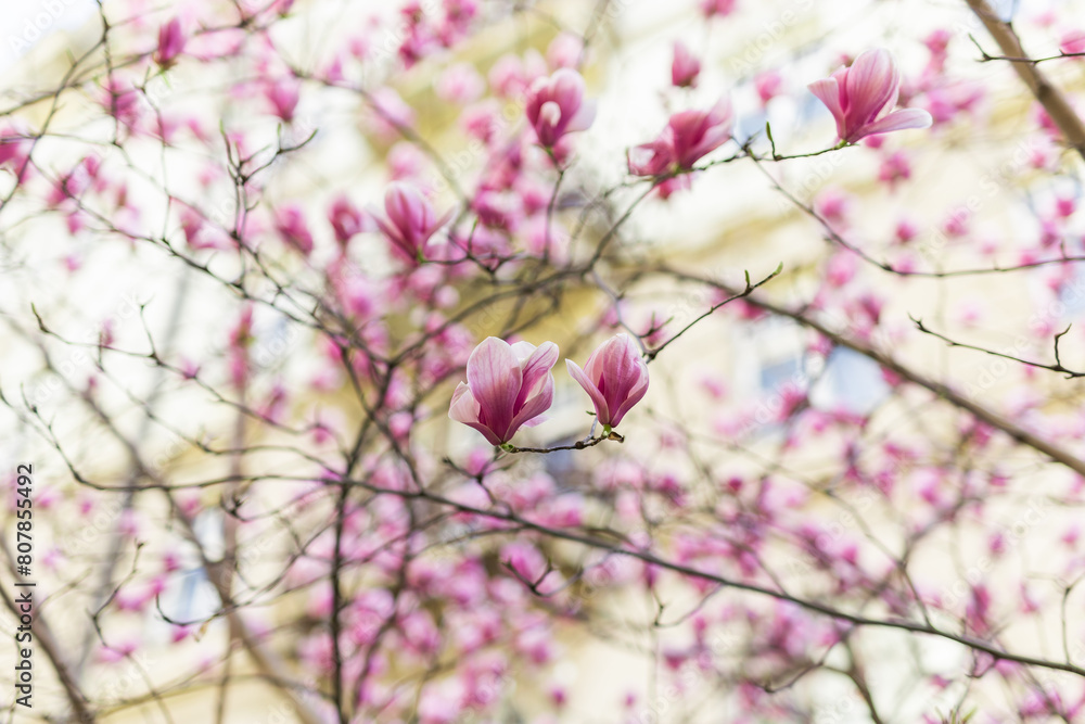 Blooming magnolia tree in springtime in city. Magnolia blossom in spring. Copy space and empty place for advertising Blooming magnolia tree in springtime in city. Magnolia blossom in spring. Copy space and empty place for advertising