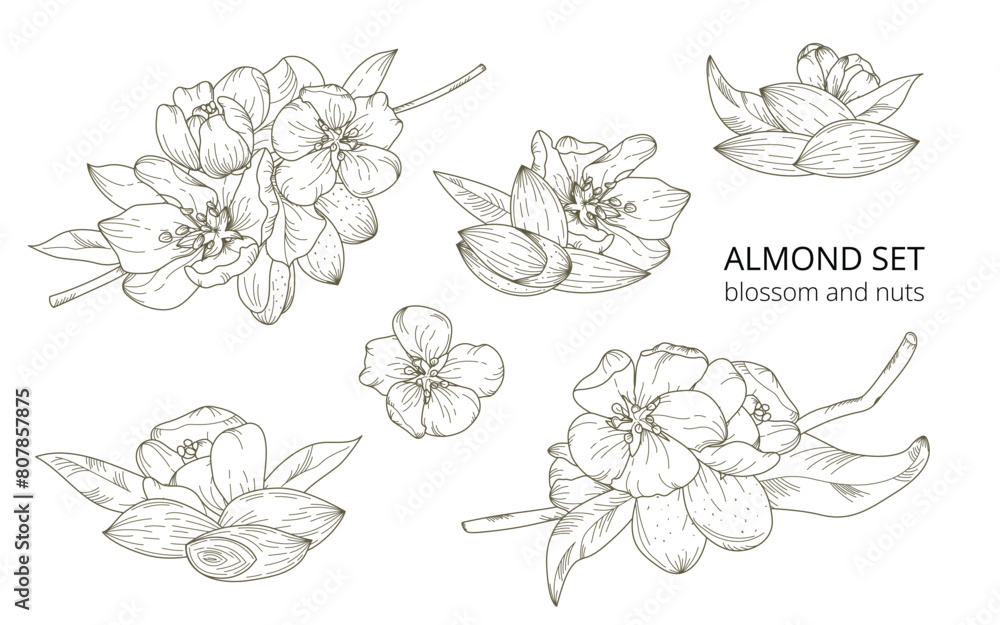Hand-drawn vector set of almond blossoms and nuts in a botanical style, isolated on a white background. Suitable for packaging, backgrounds, prints, greeting cards, textiles, labels. Hand-drawn vector set of almond blossoms and nuts in a botanical style, isolated on a white background. Suitable for packaging, backgrounds, prints, greeting cards, textiles, labels.