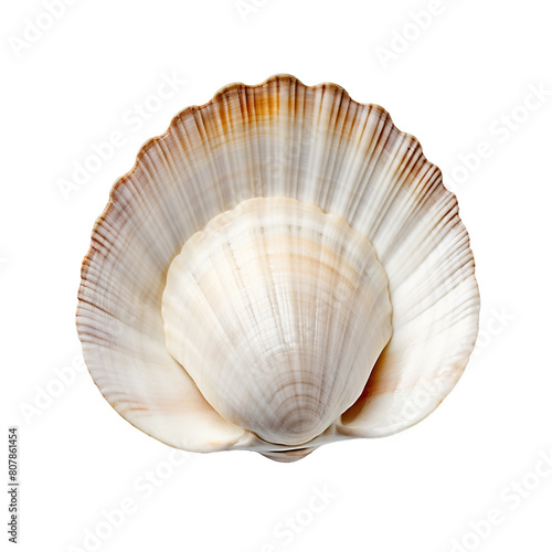 white clam shell isolated on transparent background.