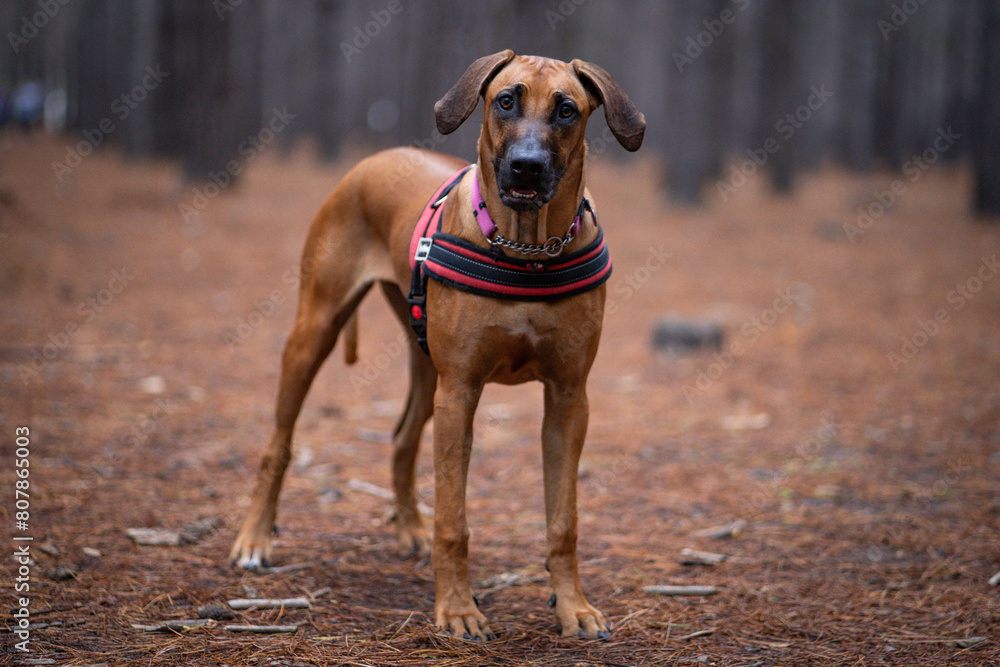 Ridgeback puppy dog