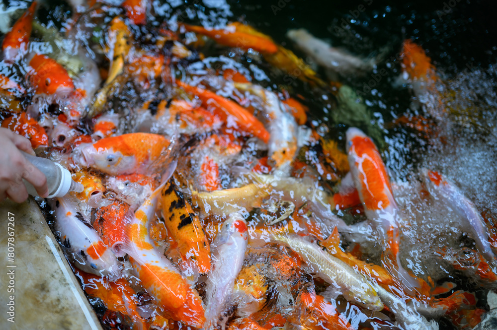 Colorful koi fish swimming in the pond Colorful koi fish swimming in the pond