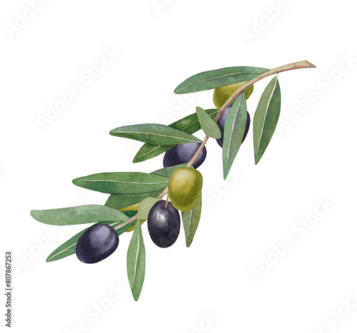 Watercolor olive branch with black and green berries. Hand drawn illustration isolated on white background. For design, print, fabric.