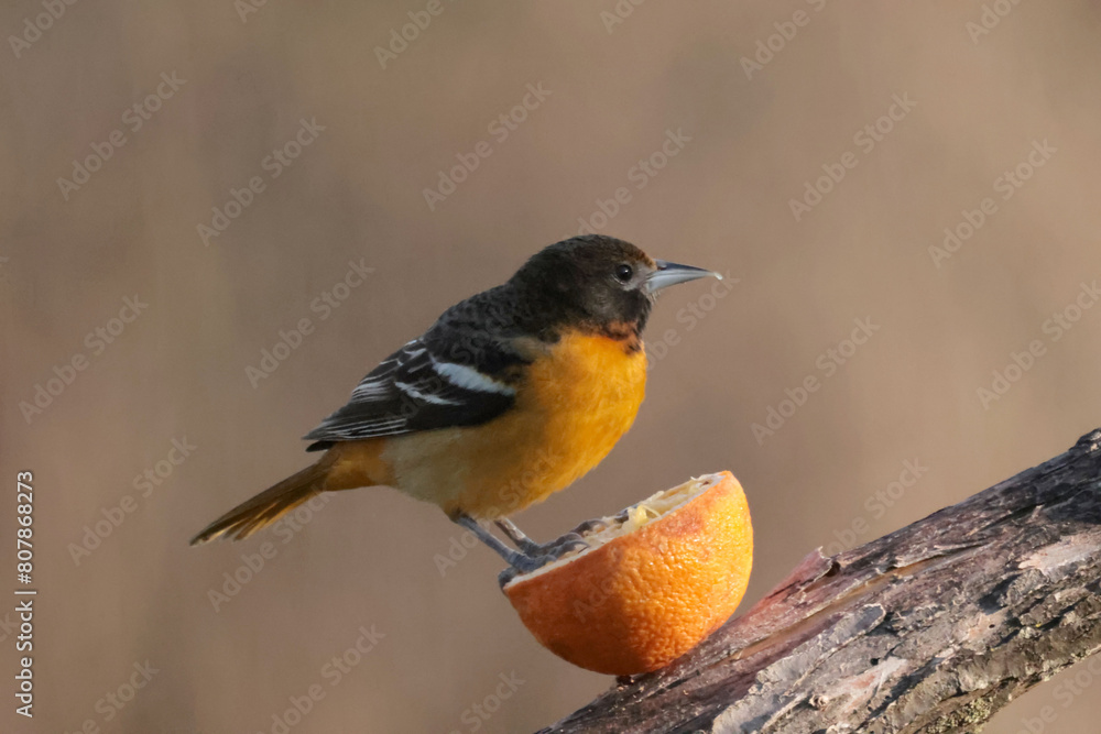 Baltimore Orioles eating orange halves in spring Baltimore Orioles eating orange halves in spring