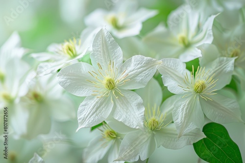 White clematis flowers stand out against a lush green background