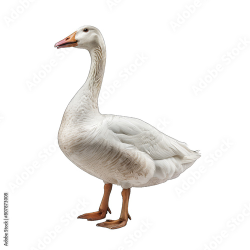 Goose Transparent background PNG