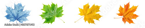 multiple colored maple leaves isolated 