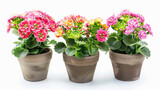 Three flowers of in pots isolated