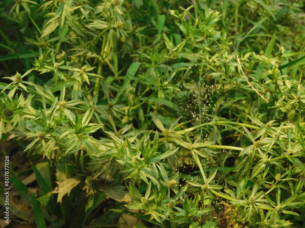 Parsley, scientific name Eryngium foetidum L., is classified in the coriander family (APIACEAE or UMBELLIFERAE). Parsley has other local names that Doi Phak Chee Doi Phak Chee Farang. Parsley, scientific name Eryngium foetidum L., is classified in the coriander family (APIACEAE or UMBELLIFERAE). Parsley has other local names that Doi Phak Chee Doi Phak Chee Farang.