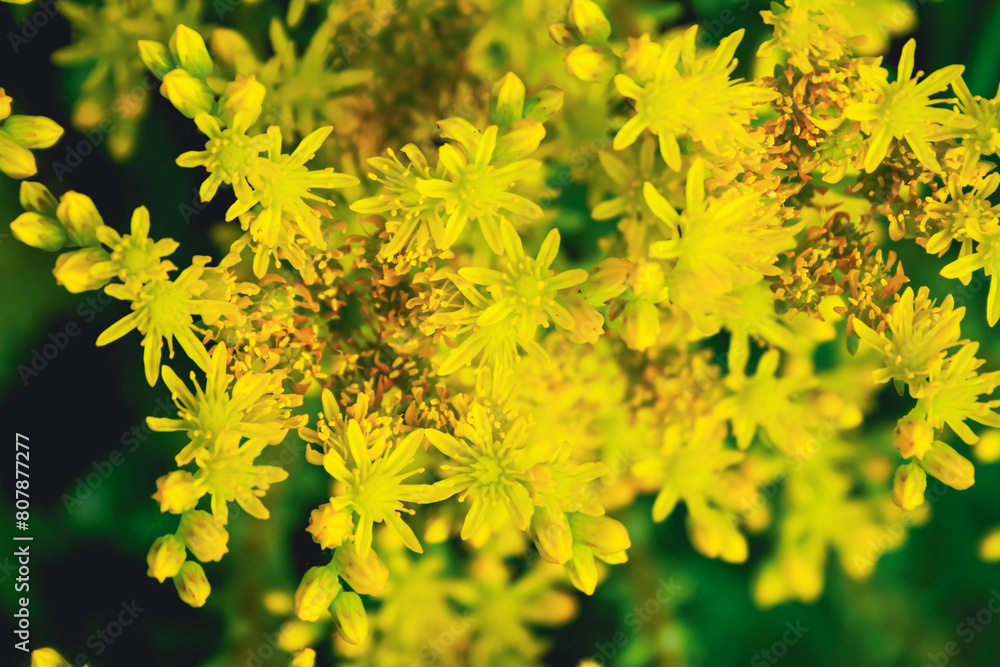 close up of small yellow flowers close up of small yellow flowers