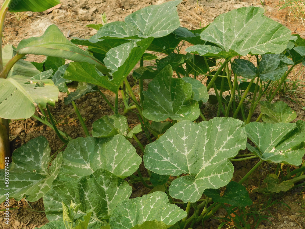 The growing pumpkin tree is growing. The growing pumpkin tree is growing.