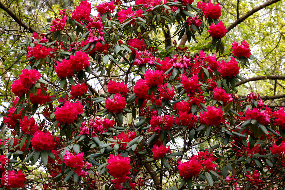 Closeup of the red flowers and green leaves of the perennial garden shrub Rhododendron Karkov group. Closeup of the red flowers and green leaves of the perennial garden shrub Rhododendron Karkov group.