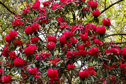 Closeup of the red flowers and green leaves of the perennial garden shrub Rhododendron Karkov group.