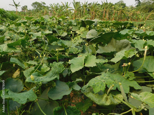 growth stages of ridge gourd.organic rooftop terrace gardening.organic vegetable terrace garden.	