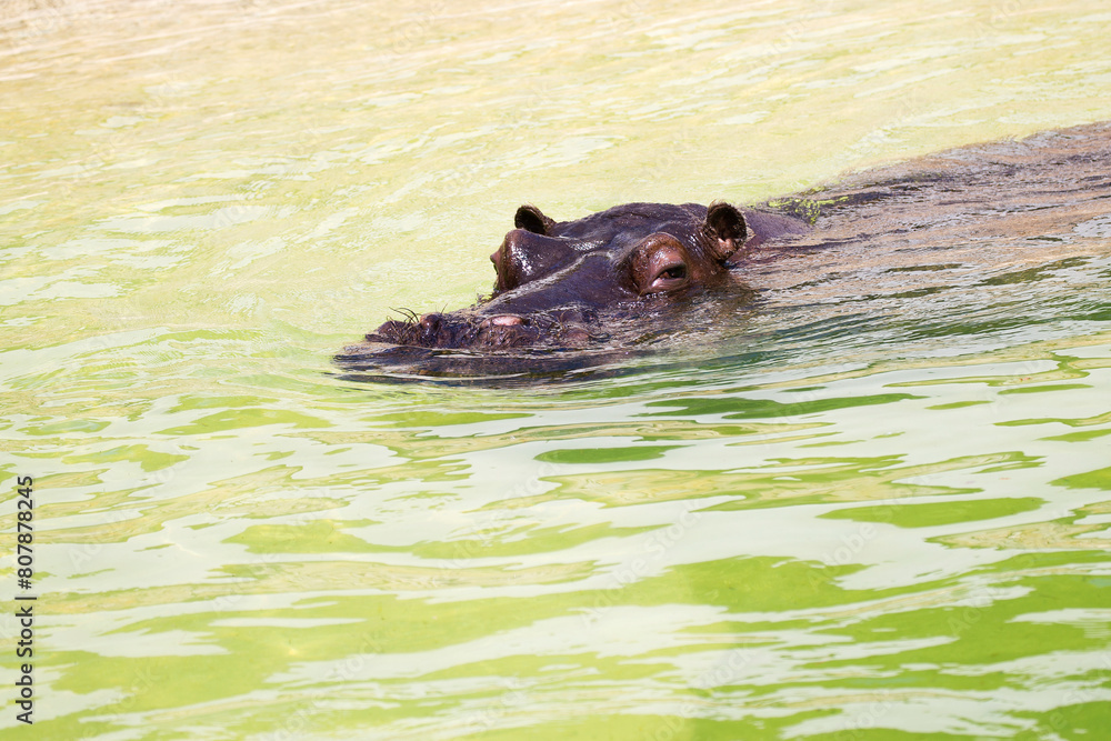 Fototapeta premium hippopotamus in water