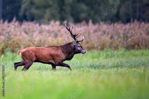 Red deer in a clearing
