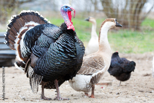 Turkey on the farm
