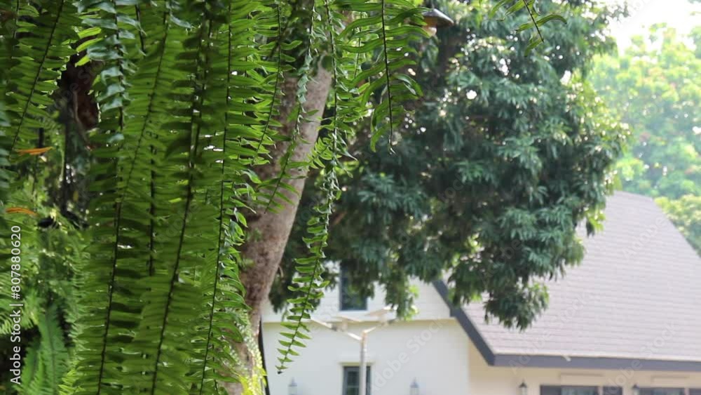 View landscape outdoor garden of resort with plant tree flower, stock footage View landscape outdoor garden of resort with plant tree flower, stock footage