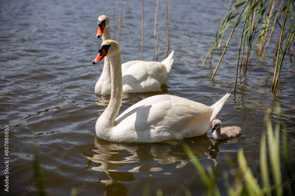 Obraz premium Swans with their baby swans on the lake