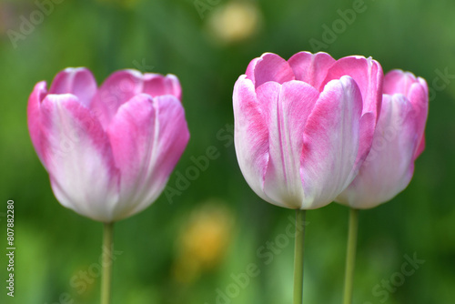 Tulip Innuendo - white and pink variety of tulips photo