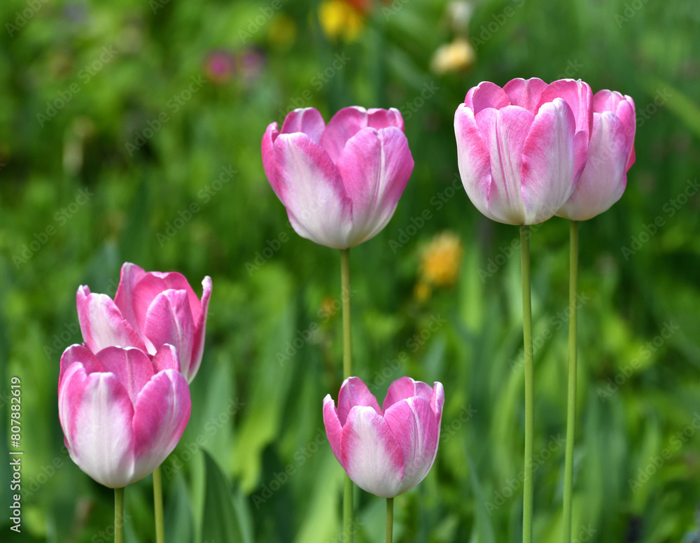 Tulip Innuendo - white and pink variety of tulips Tulip Innuendo - white and pink variety of tulips