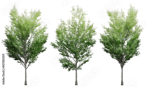 A collection of green broad-leaved trees isolated on a transparent background.