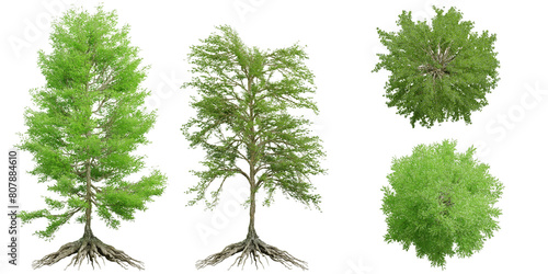 A collection of green broad-leaved trees isolated on a transparent background. photo