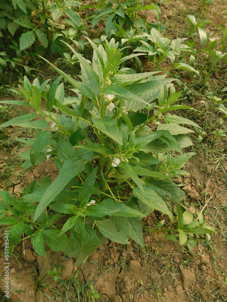 Obraz premium Sesame seed flower on tree in the field, Sesame a tall annual herbaceous plant of tropical and subtropical areas cultivated for its oil-rich seeds