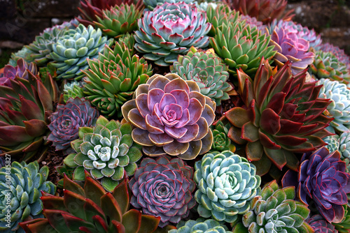 Closeup of various variegated Echeveria plants grown in a pot.