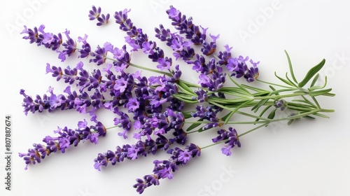 aromatic lavender flowers on a isolated background