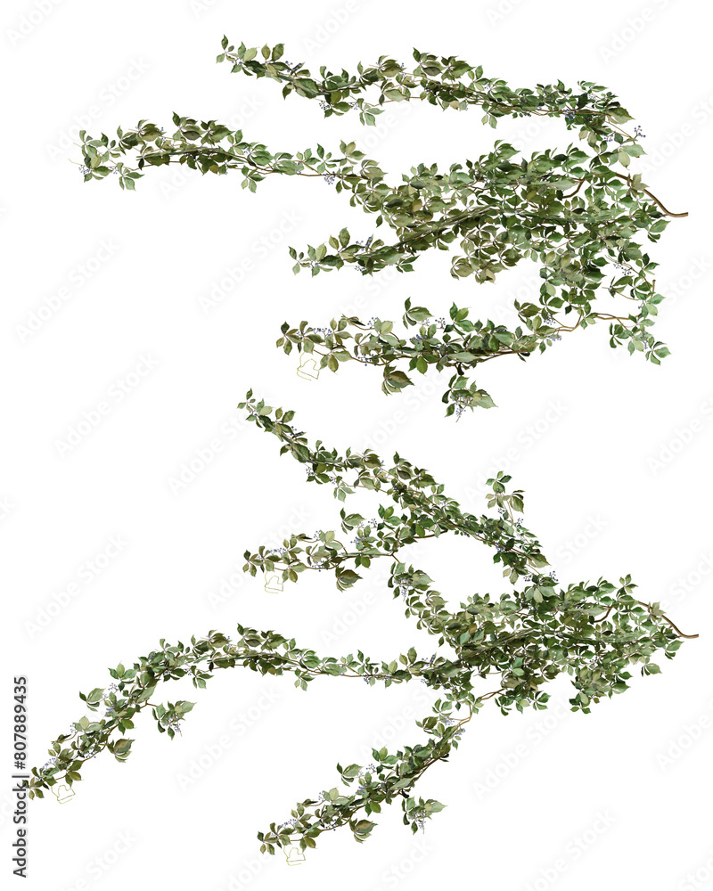 Fototapeta premium Set of various creeper plants, isolated on transparent background.