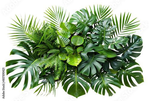 Lush green tropical plants bush (monstera, palm, rubber plant, pine and fern), cut out © Yeti Studio