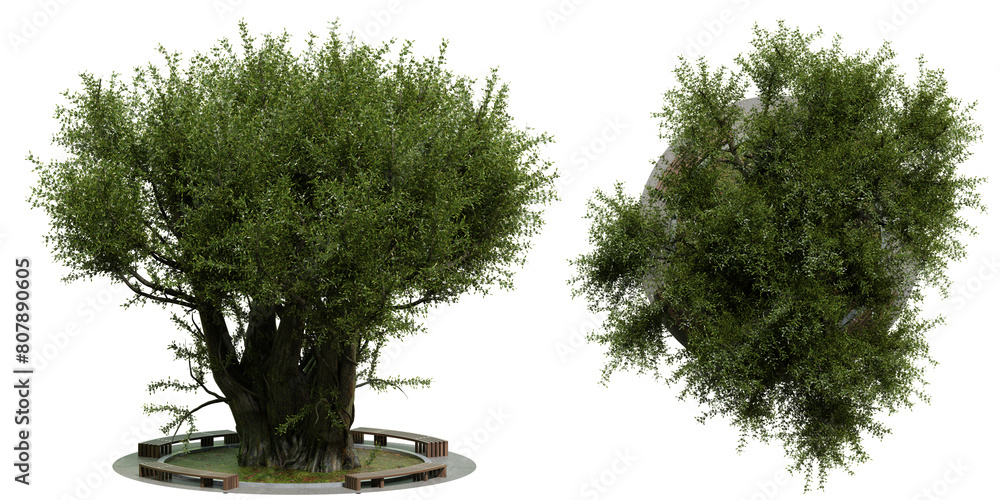 Fototapeta premium A collection of green broad-leaved trees isolated on a transparent background.