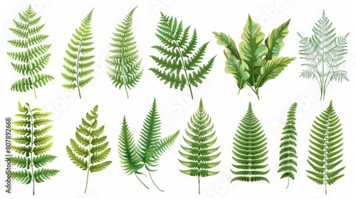 botanical illustration of ferns and trees on a isolated background