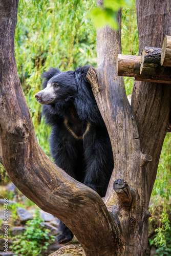 black bear in the woods