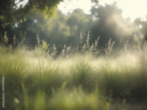 morning in the field