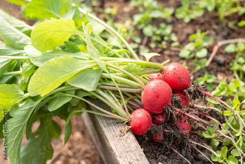 Fresh radishes stright out of the soil in May in Latvia